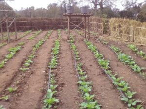 Drip Irrigation 4