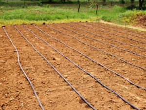 Drip irrigation