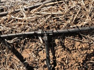 Drip irrigation