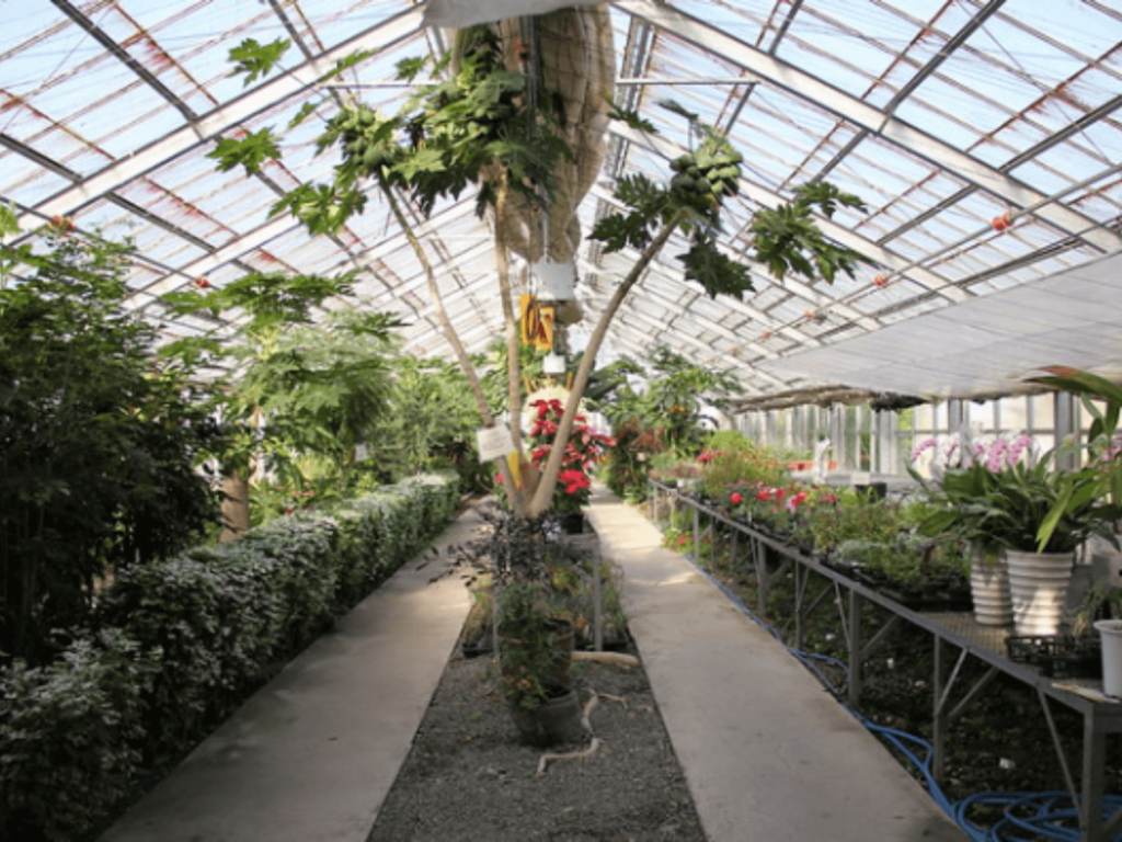 How to Grow Papaya tree in Greenhouse for Profits