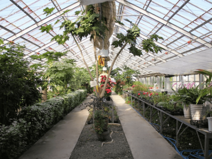 Papaya Plant