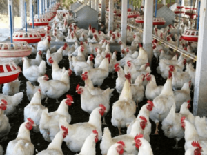 Download Layer Poultry Farming A Complete Guide For Beginners