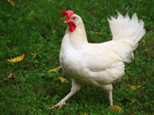 White Egg Laying Hens