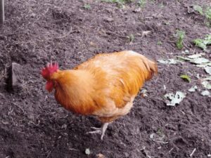 Brown Egg Laying Hens