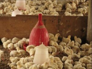 Poultry Farming Chicks