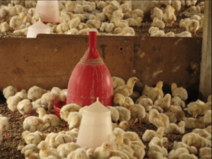 Poultry Farming Chicks