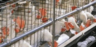 Layer Poultry Farming