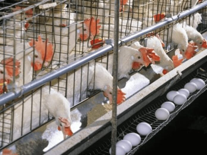 Layer Poultry Farming