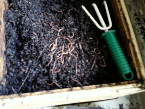 vermicompost