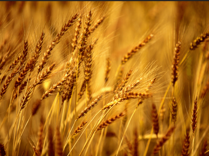Agri Farming