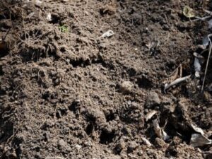 Loam Soil
