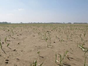 Silt Soil Croping