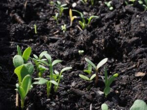 Black Soil