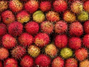 Rambutan Fruit