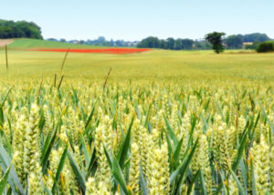Agricultural Biodiversity