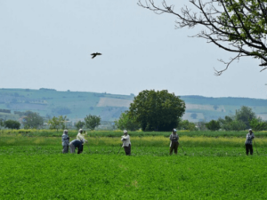 Agricultural workers