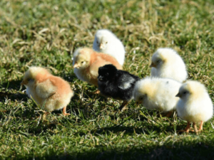 Bird Farming