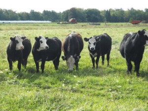 Cattle Farming