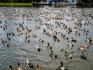 Duck Farming