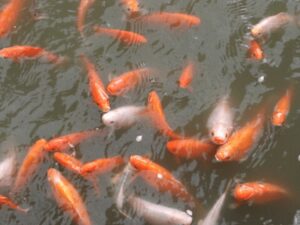 Fish Farming