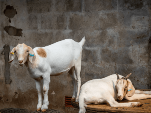 Goat Farming