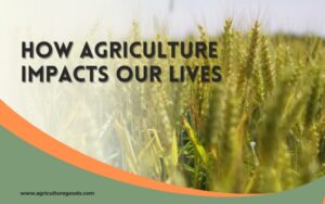 HOW AGRICULTURE IMPACTS OUR LIVES