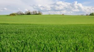 Importance of Agriculture