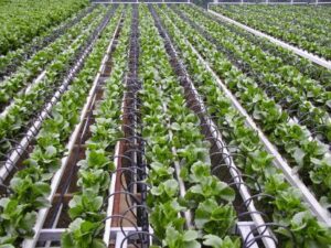 IoT in agriculture