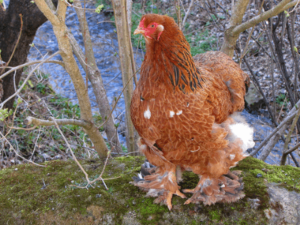 Layer Poultry Farming