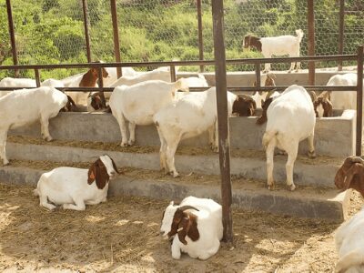 business plan for livestock farming