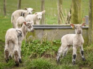Livestock Farming
