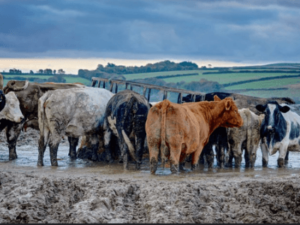 Livestock Farming