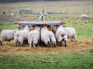 Livestock Farming