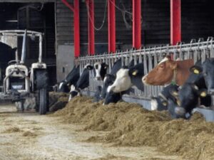 Livestock Farming
