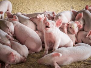 Pig Farming