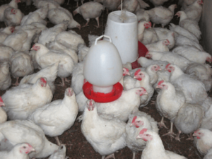 Poultry Farming