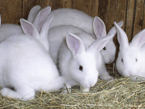 Rabbit Farming