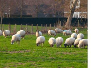 Sheep Farming