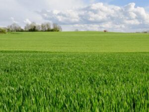 Importance of Agriculture