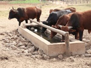 livestock sectors
