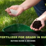 Best Fertilizer for Grass in Summer
