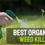 Best Organic Weed Killer