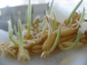 Wheat Seed Germination
