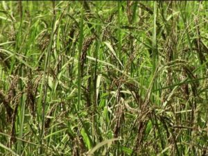 Wheat Seed Germination