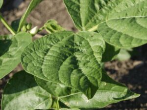 Organic Beans Cultivation