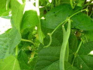 Organic Beans Cultivation