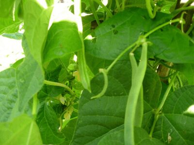 Organic Beans Cultivation