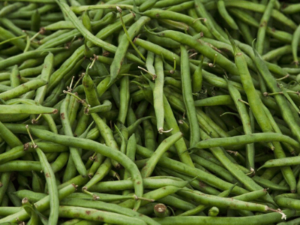 Organic Beans Cultivation