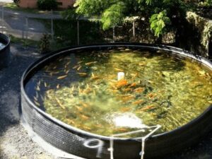 organic aquaculture