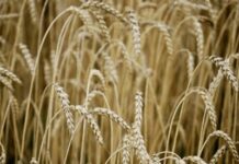 Germination des graines de blé